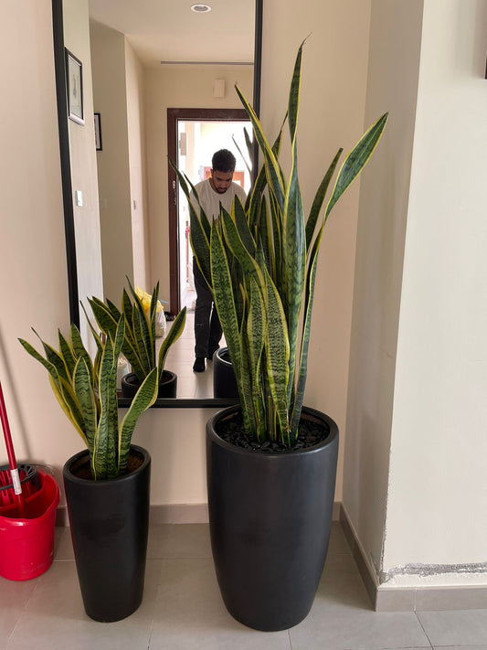 Large & Small Snake Plant Bundle