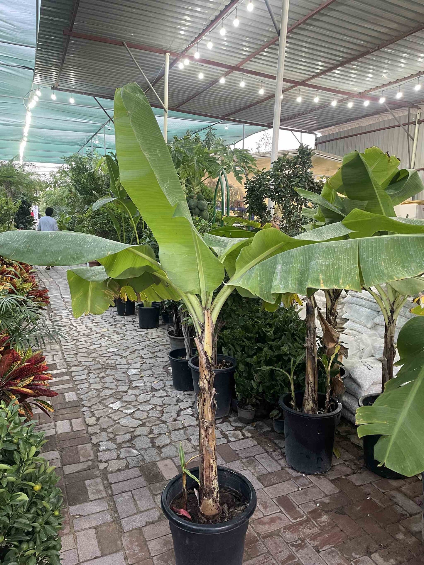 Banana tree -  150 CM- 170 CM