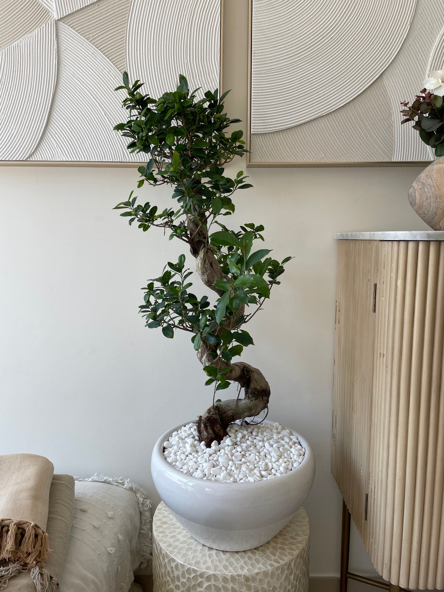 Bonsai - Shallow Pot