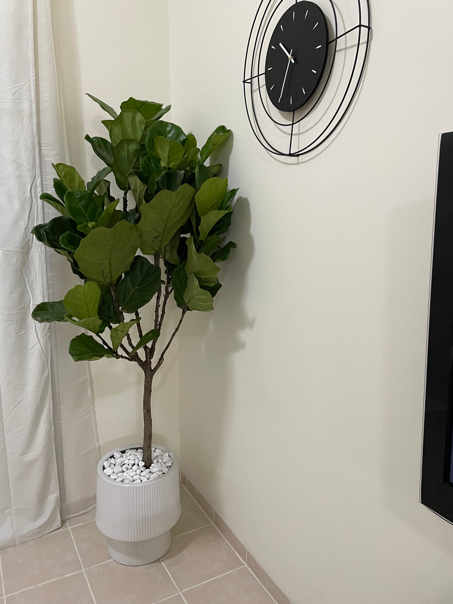 Fiddle Tree - Large Pot