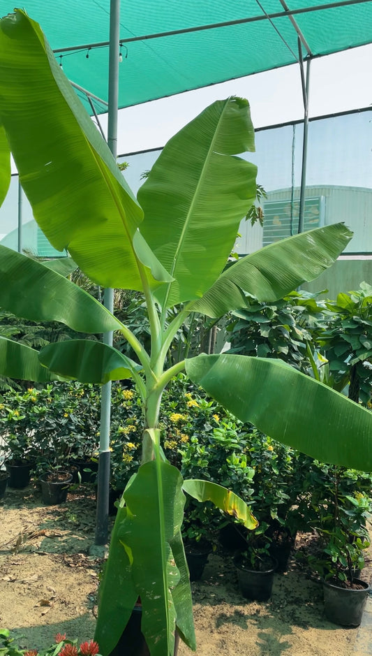 Giant Banana Tree -  2-3M