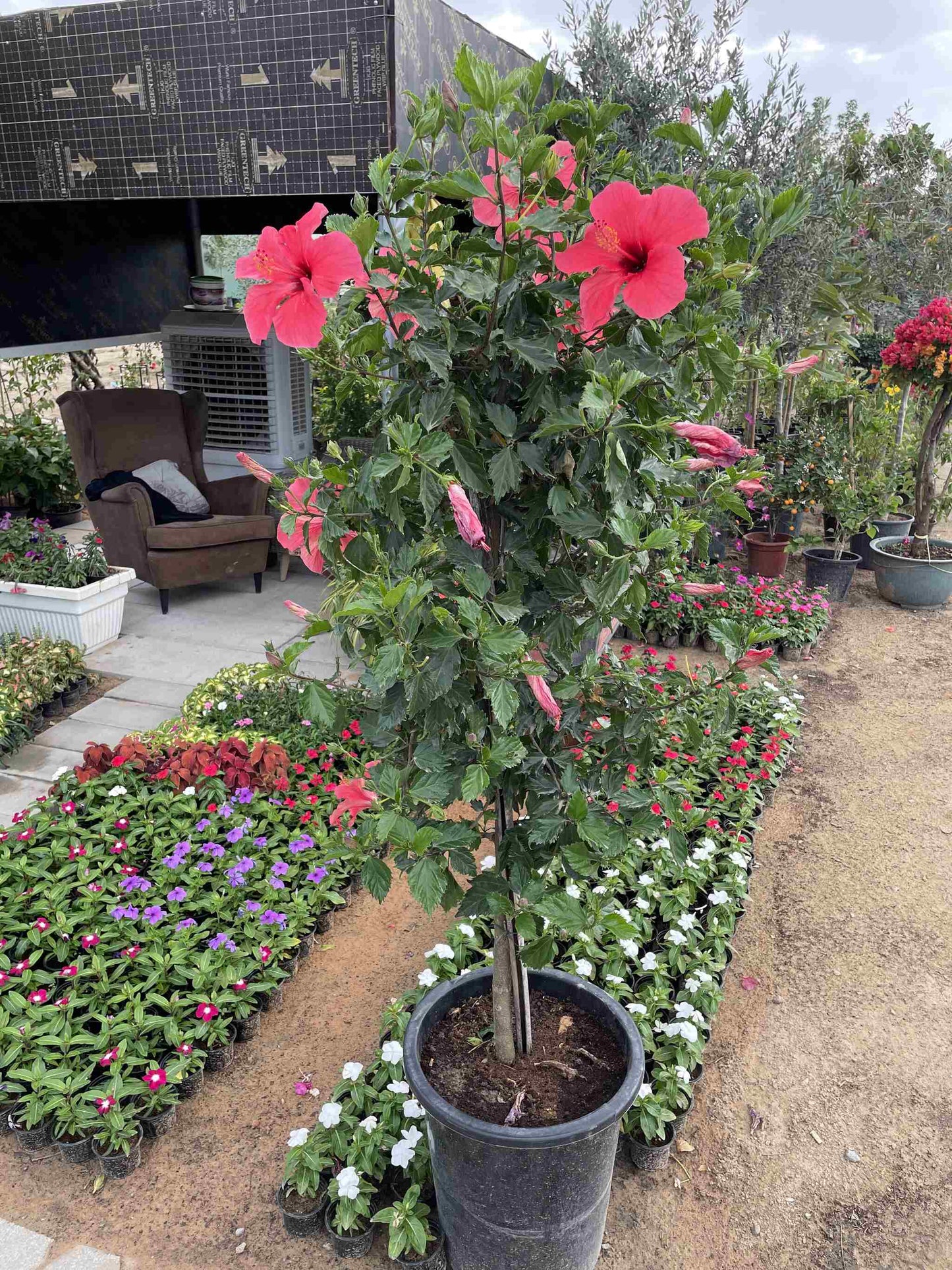 Tall Hibiscus in Nursery Pot