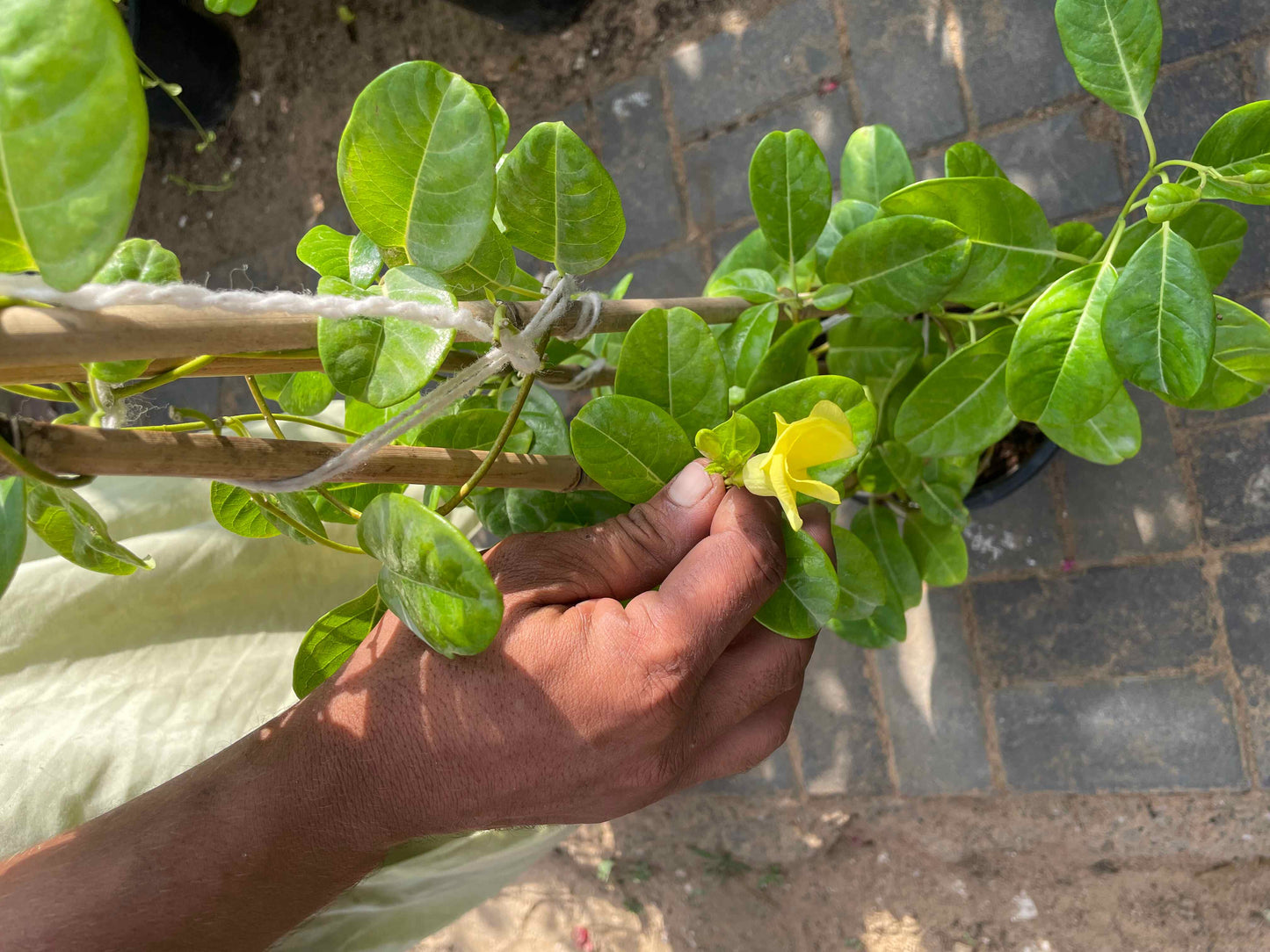 Yellow flower - Creeper Plant