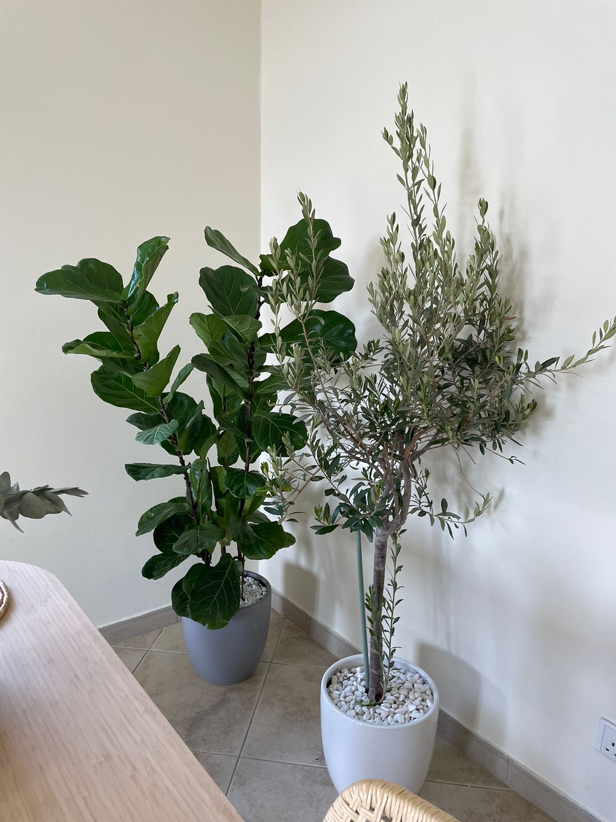 Fiddle Plant & Olive Tree Bundle