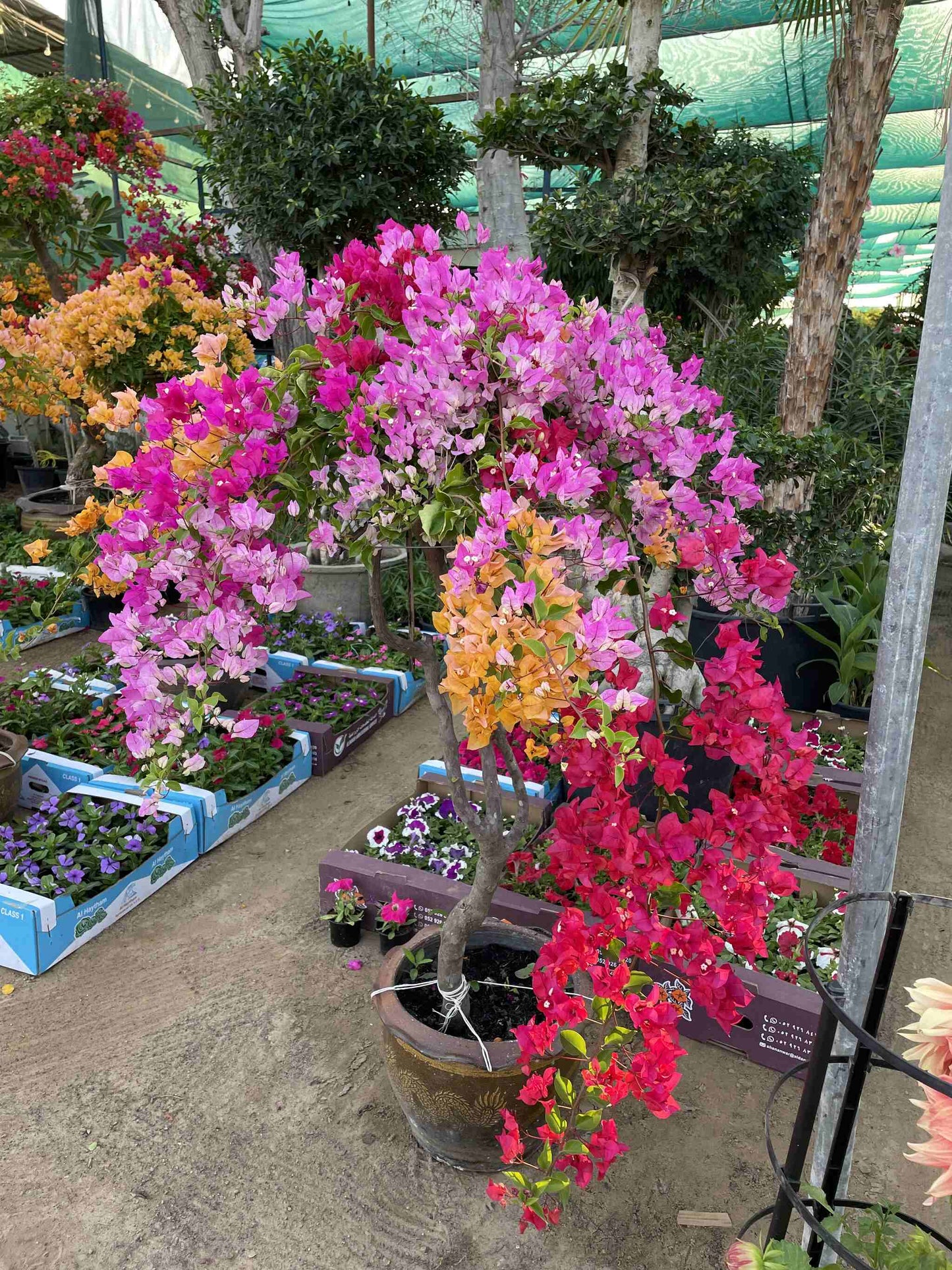 Bougainvillea - Thailand