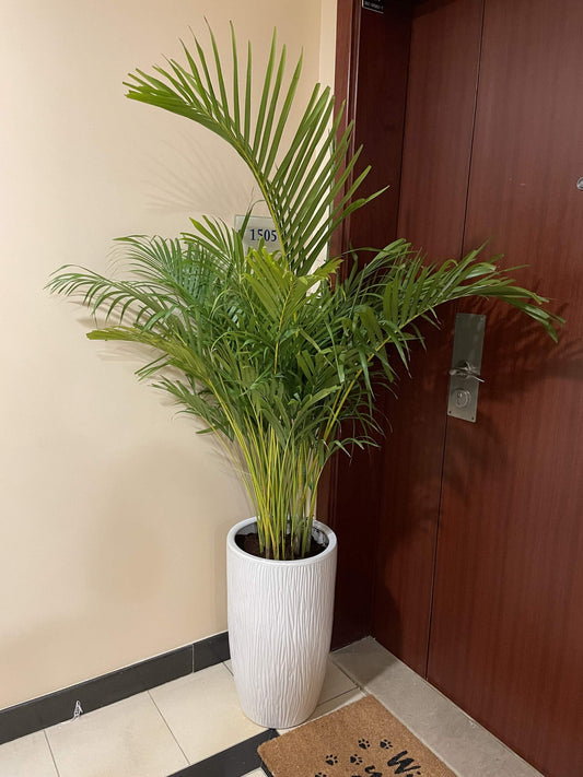 Areca Palm - Medium ( Thailand )