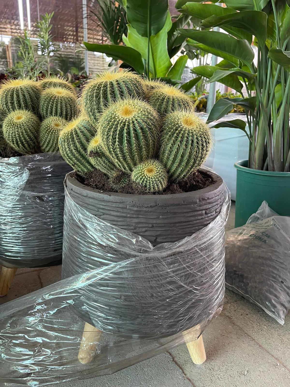 Cactus - Fiber