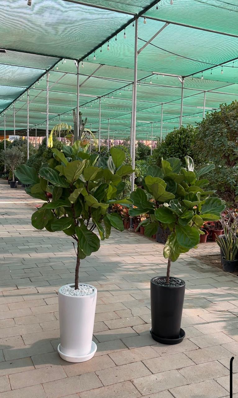 Fiddle Tree - Tall Medium Pot - Promotional Offer Each