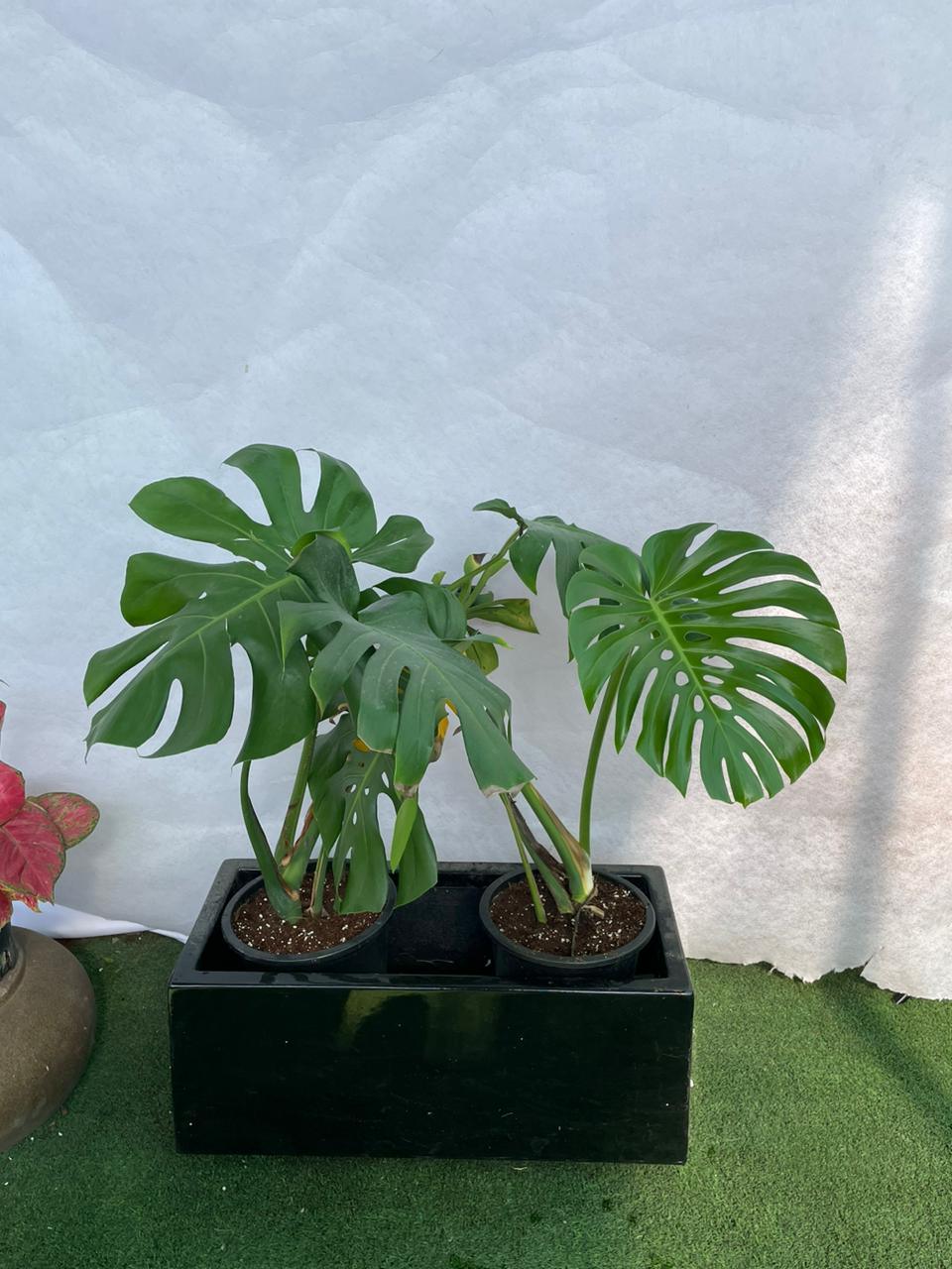 Monstera - Fiber Planter Arrangement