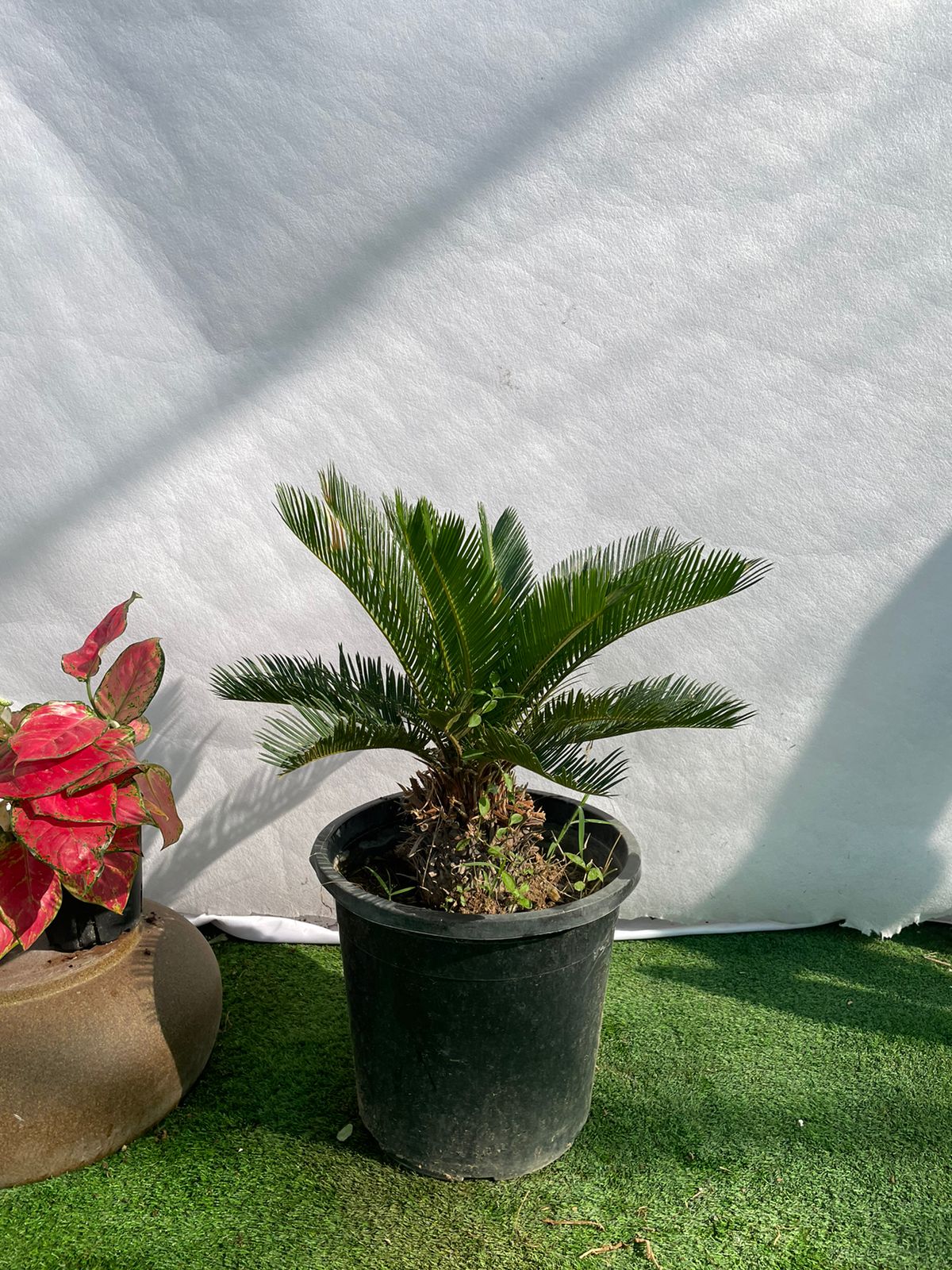 Sago Palm - Nursery Pot