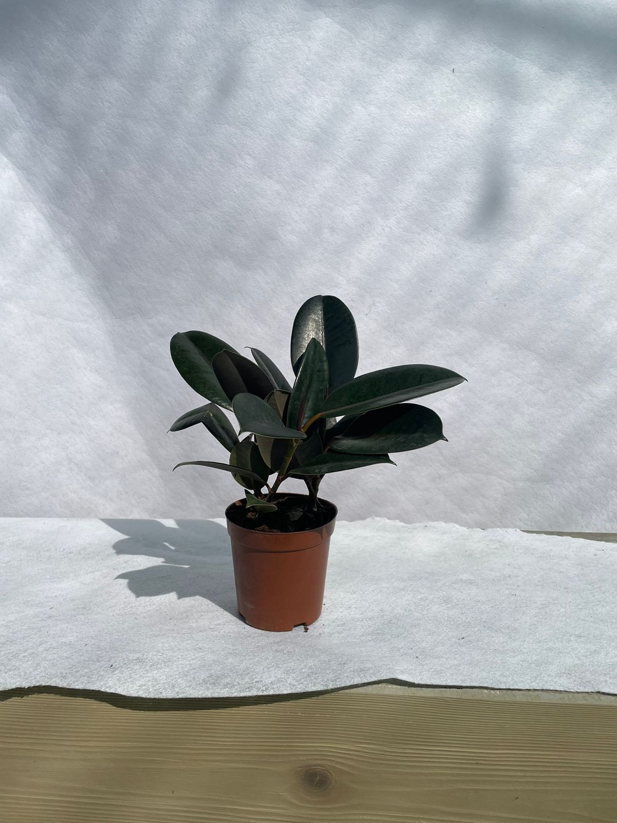 Rubber Plant - Nursery Pot