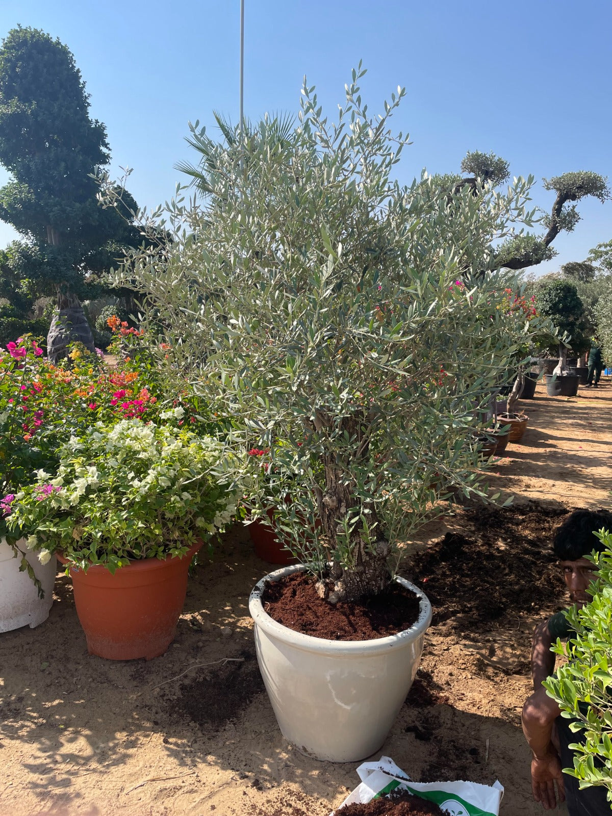 Bushy Olive Tree - Terracotta Pot