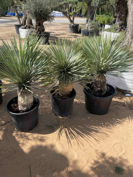 Small Yucca - 60CM EACH