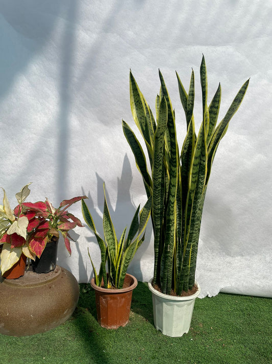 Snake Plants Bundle - Nursery Pot