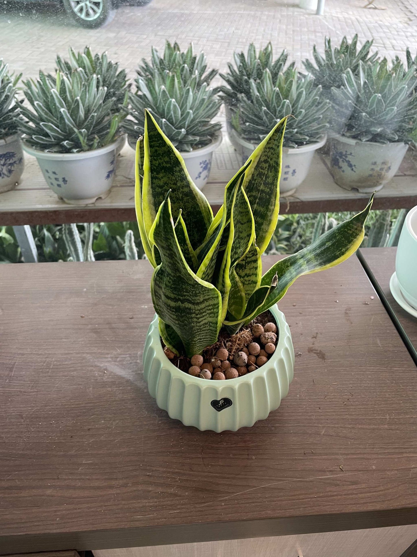 Snake Plant table top