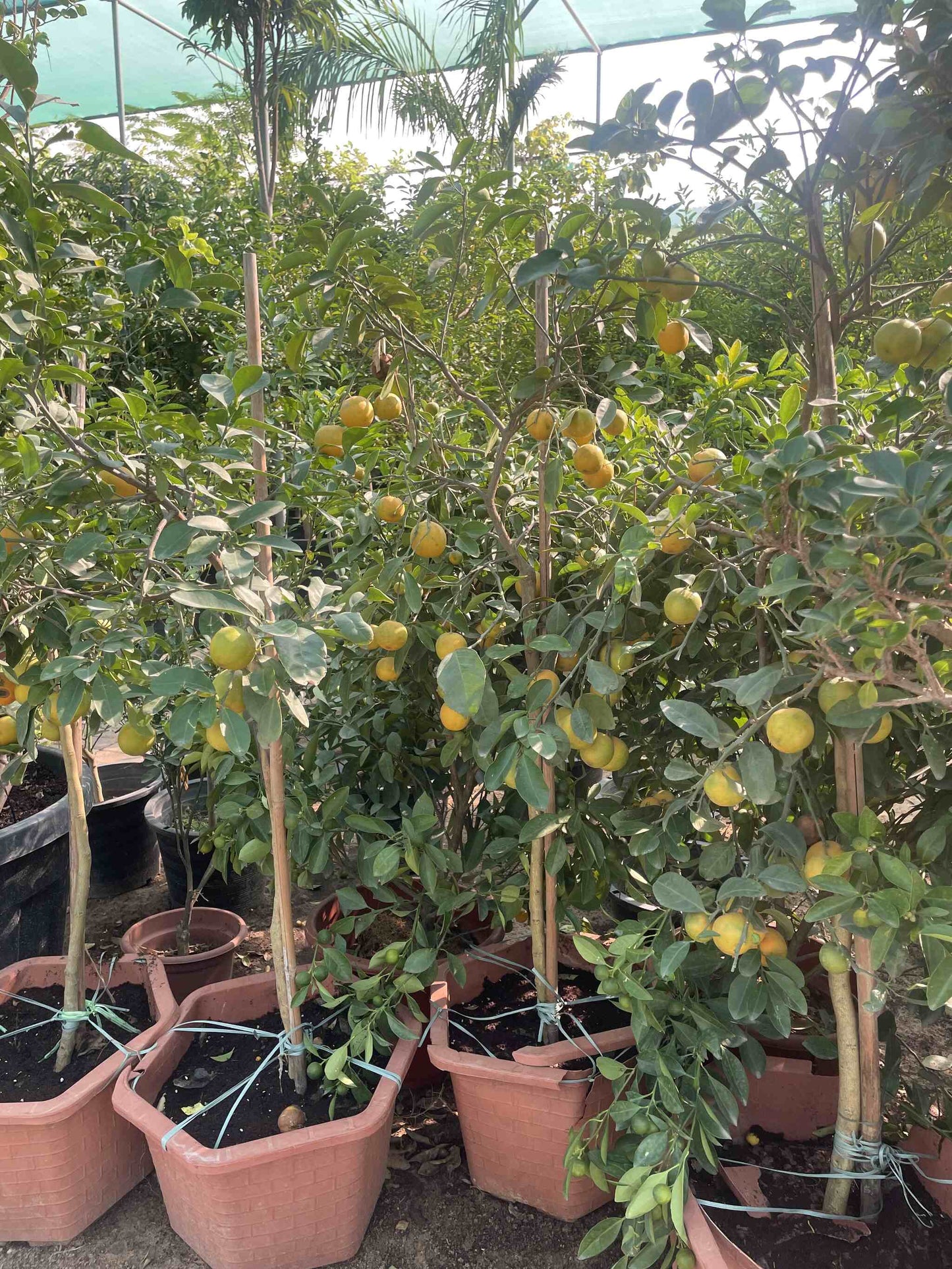 Citrus tree - With Fruit