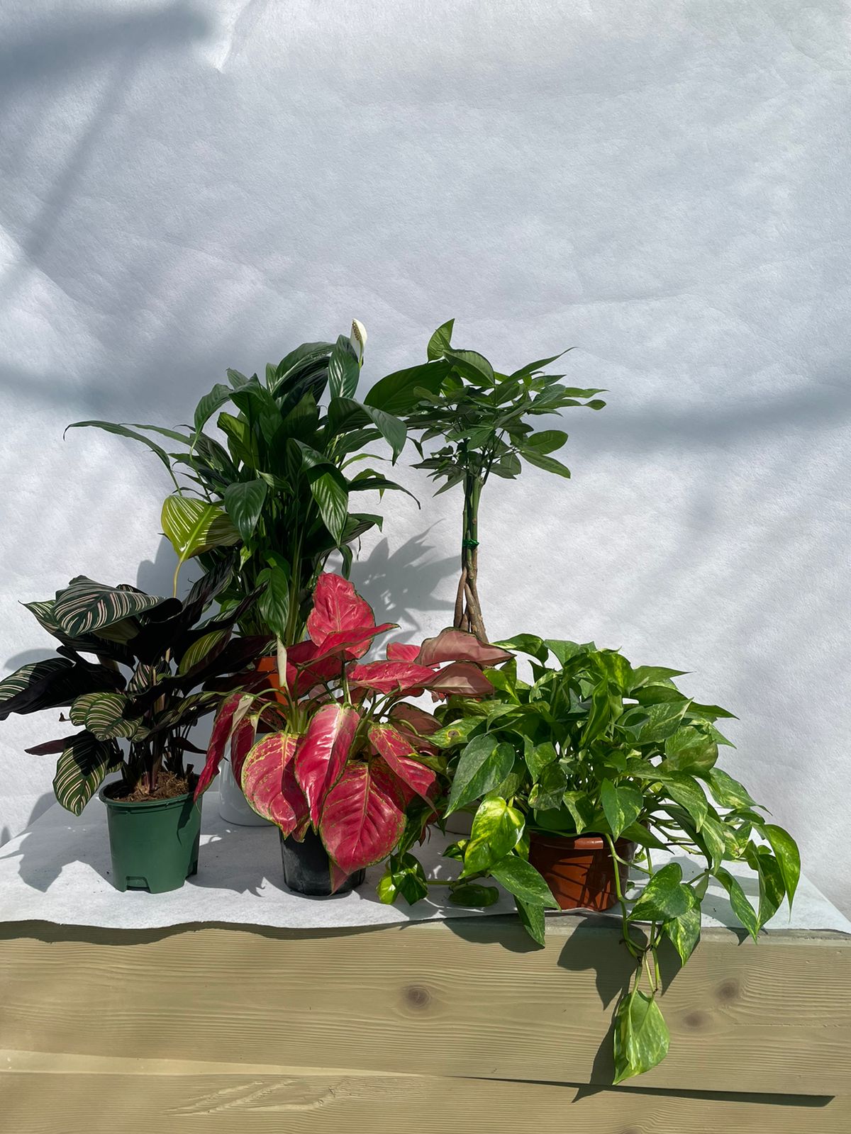 Air Purifying Bundle of 5 - Nursery Pot