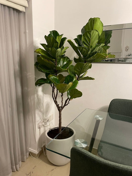 Large Fiddle Tree - 170-190 CM