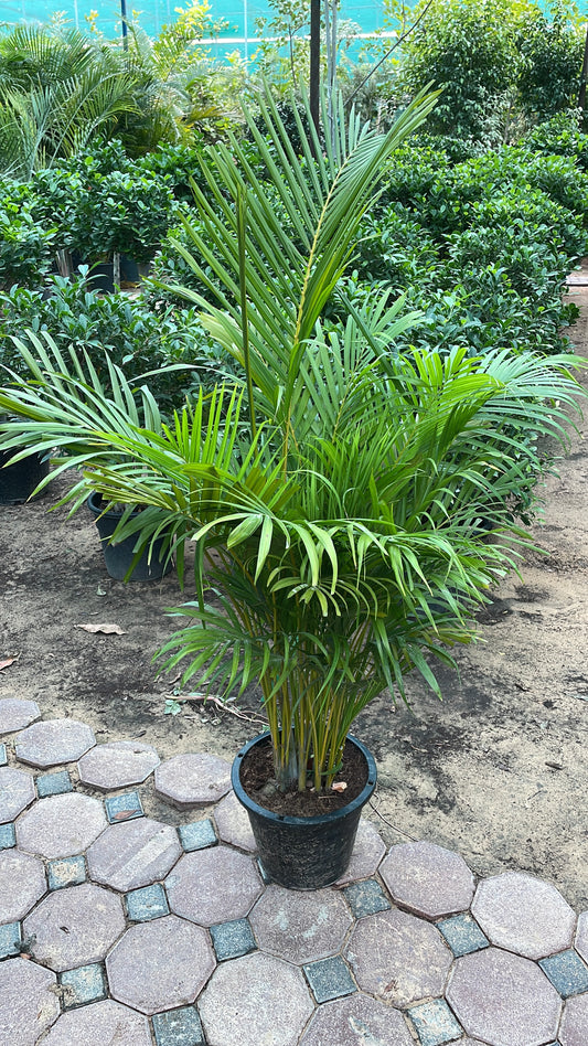 Areca Palm Bundle of 2 - Thailand