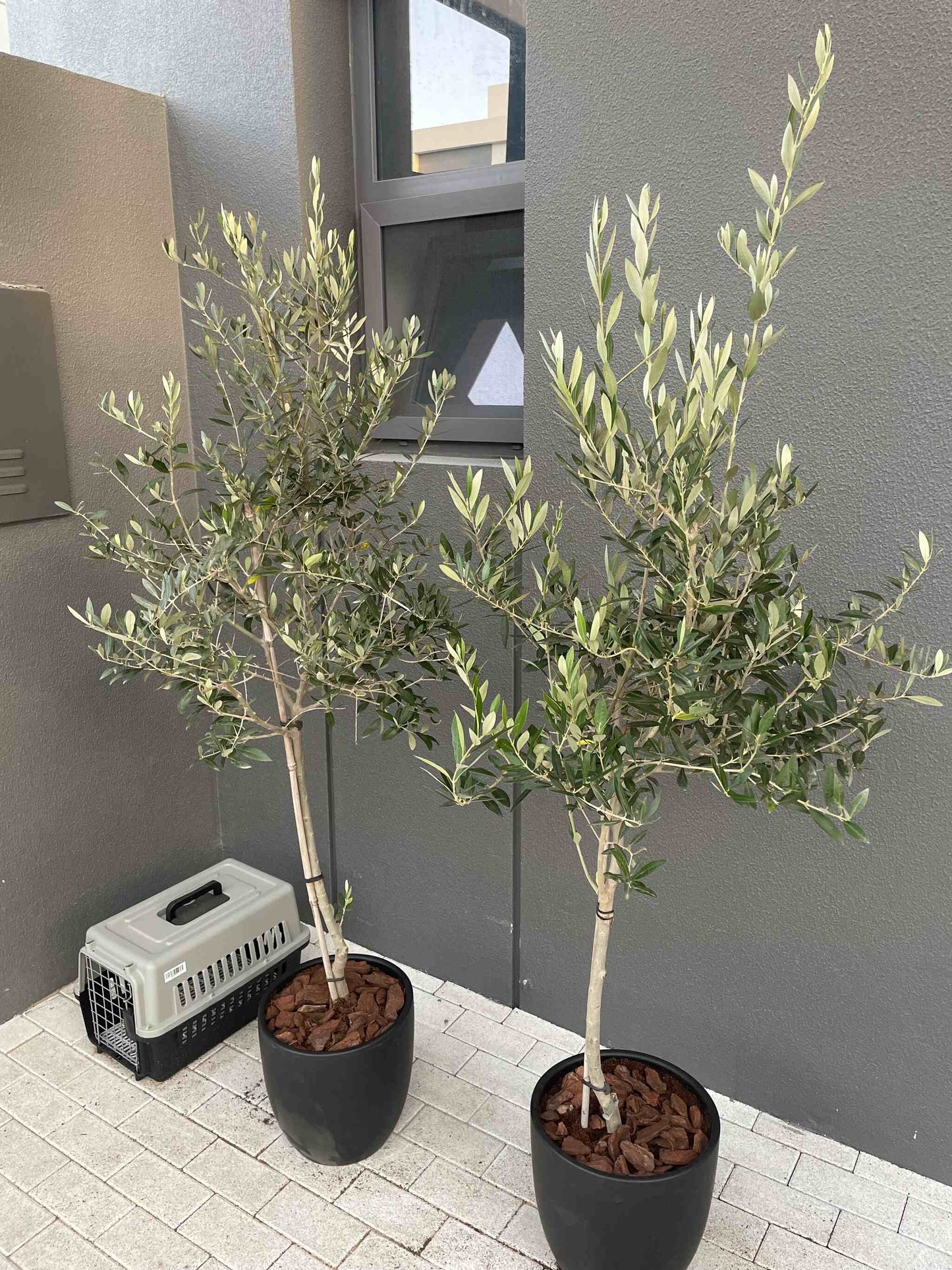 Olive Trees Bundle