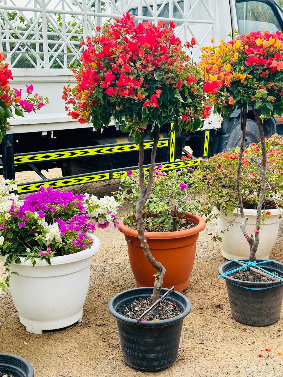 Bougainvillea - Nursery Pot