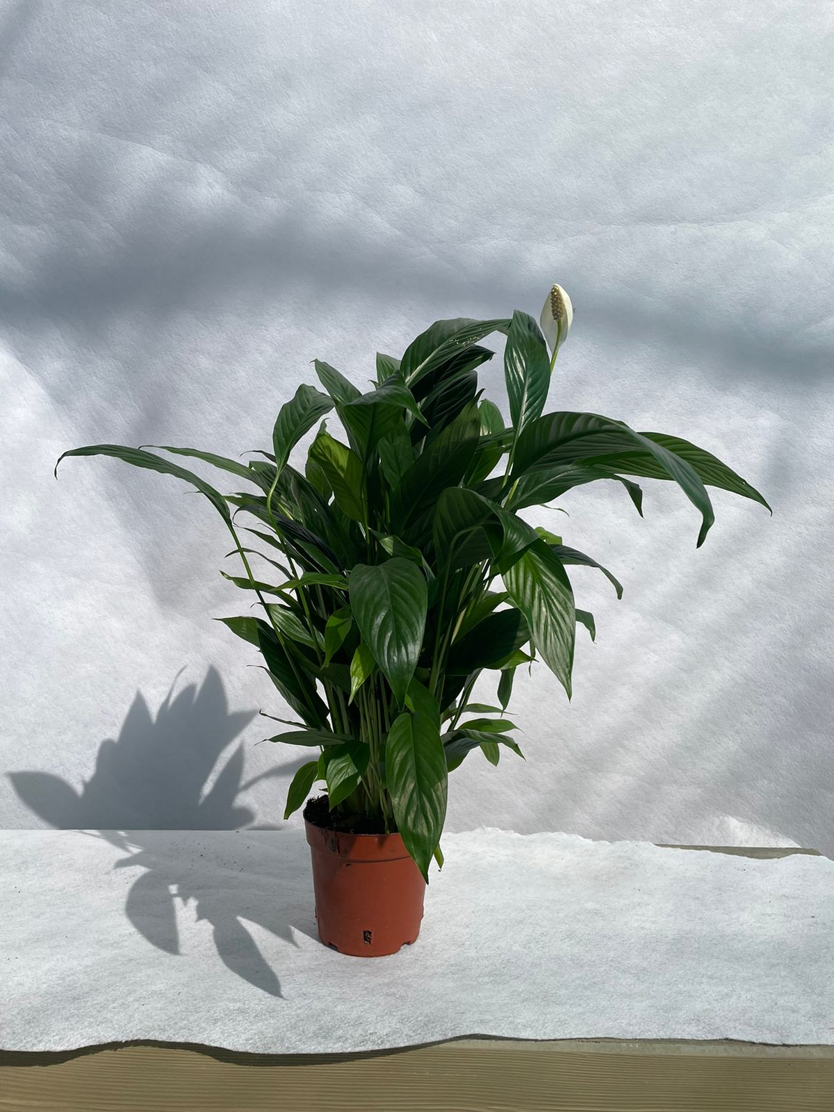 Peace Lily - Nursery Pot