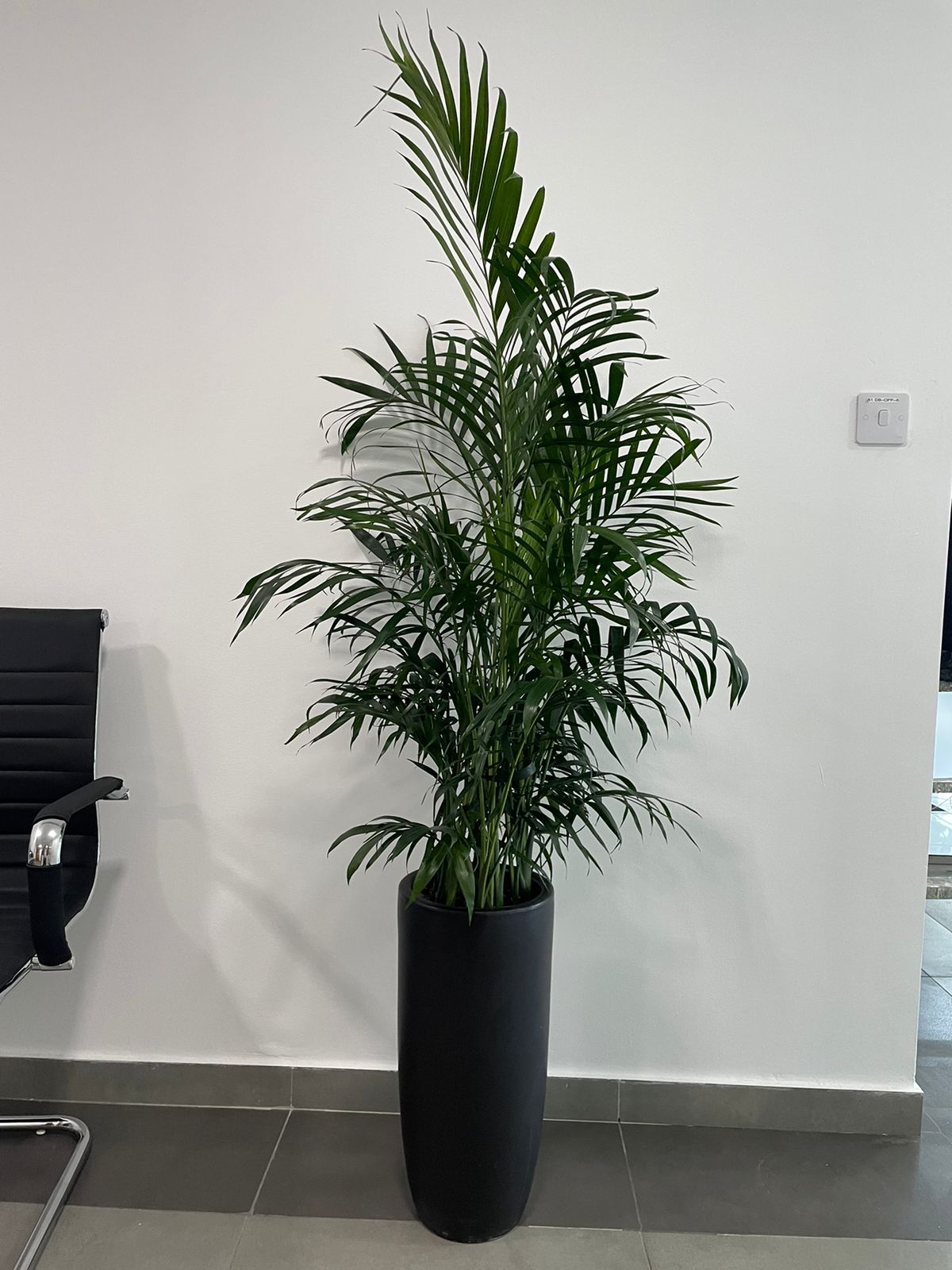 BIG OFFER! Howea Palm