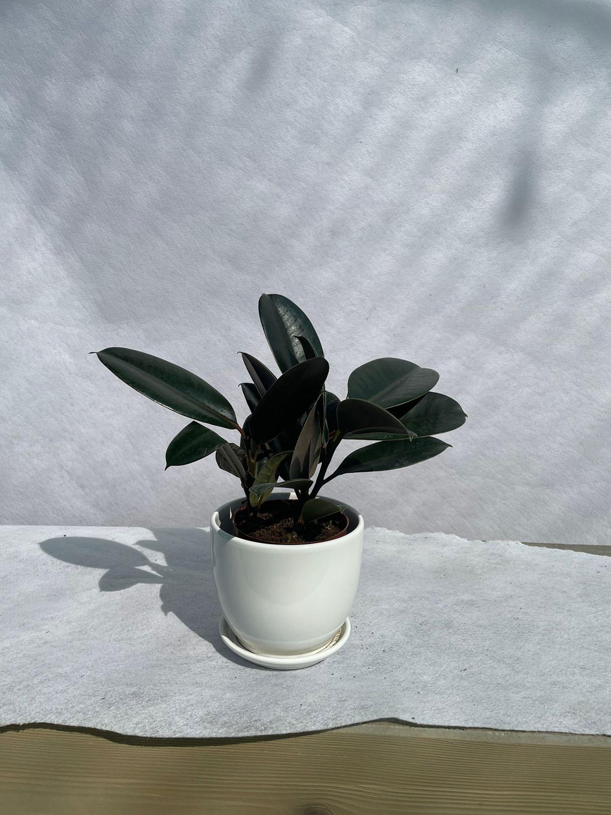 Rubber Plant - Ceramic Pot