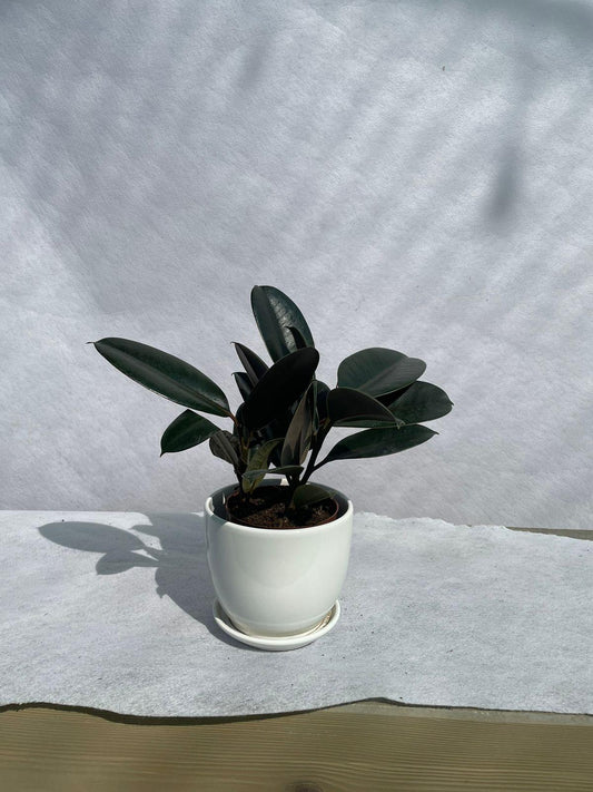 Rubber Plant - Ceramic Pot