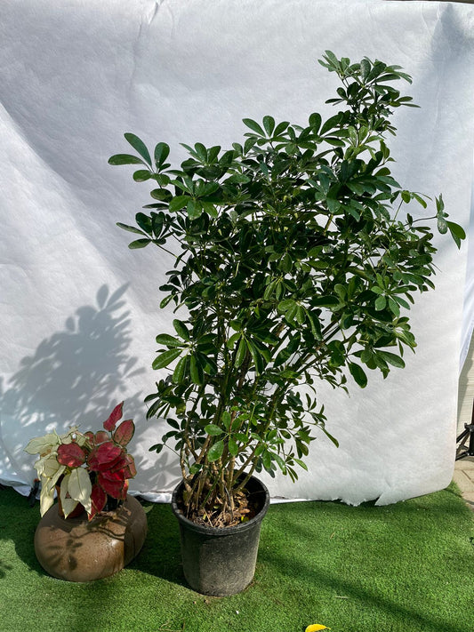 Schefflera Plant - Nursery Pot