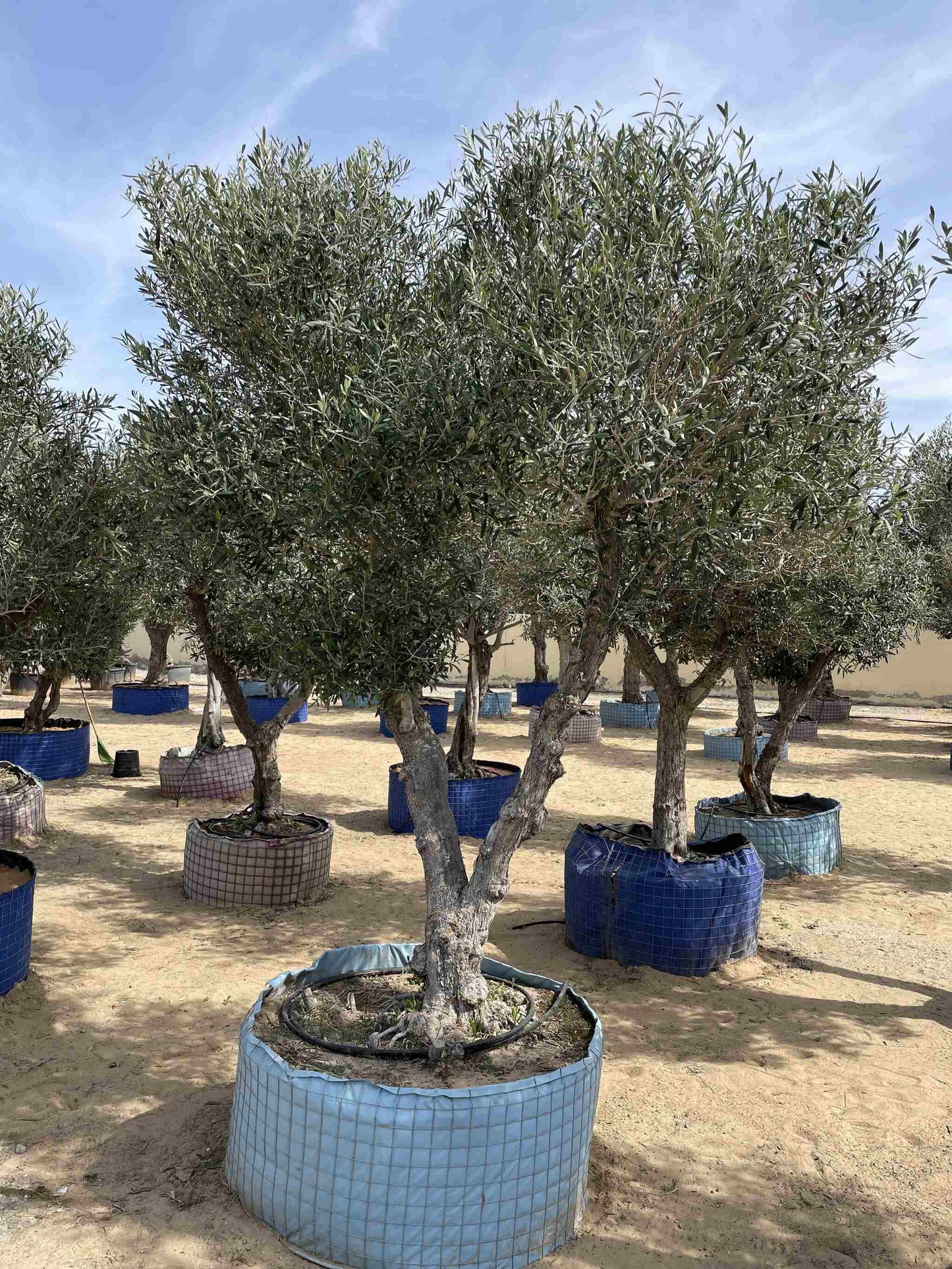 Giant Olive Tree