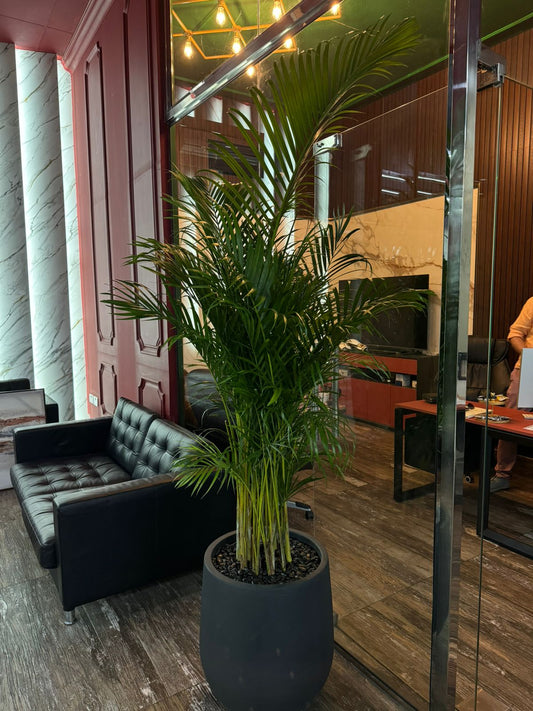 Areca Palm - Matte Fiber Pot