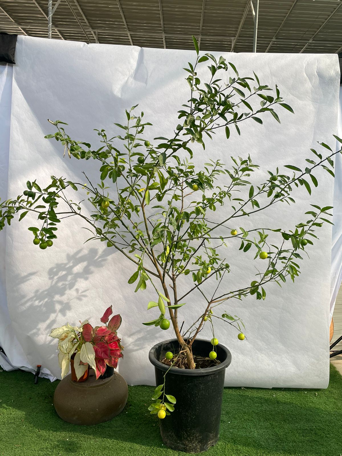 Lemon Tree - Nursery Pot