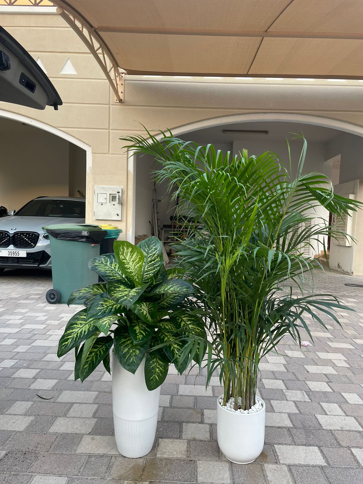 Dieffenbachia & Areca Palm Bundle