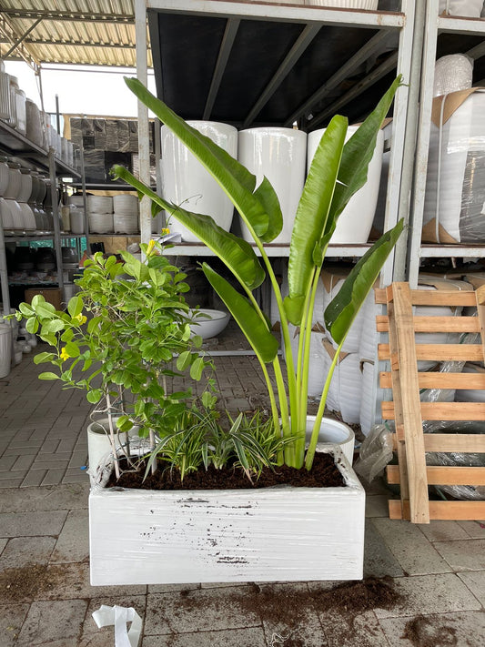 Mix Plants - Fiber Pot Arrangement