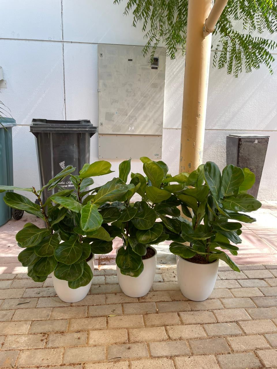 Fiddle Leaf - Set of 3