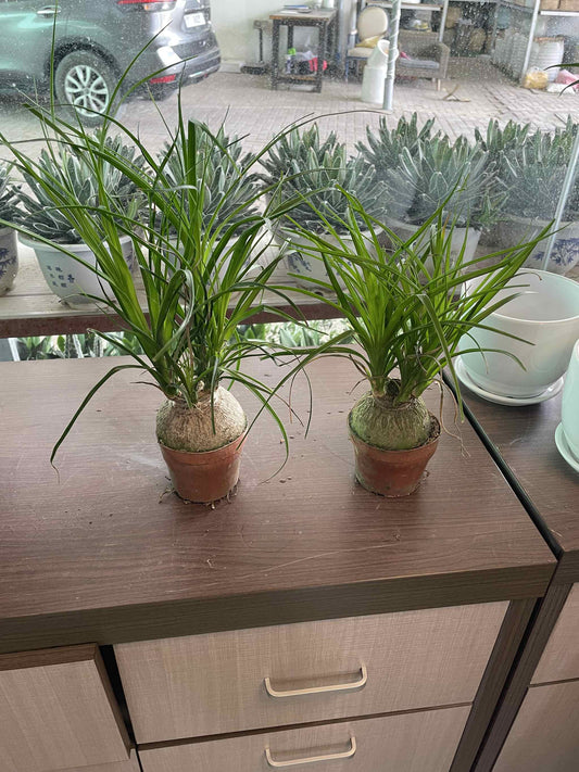 Pony tail in Nursery Pot