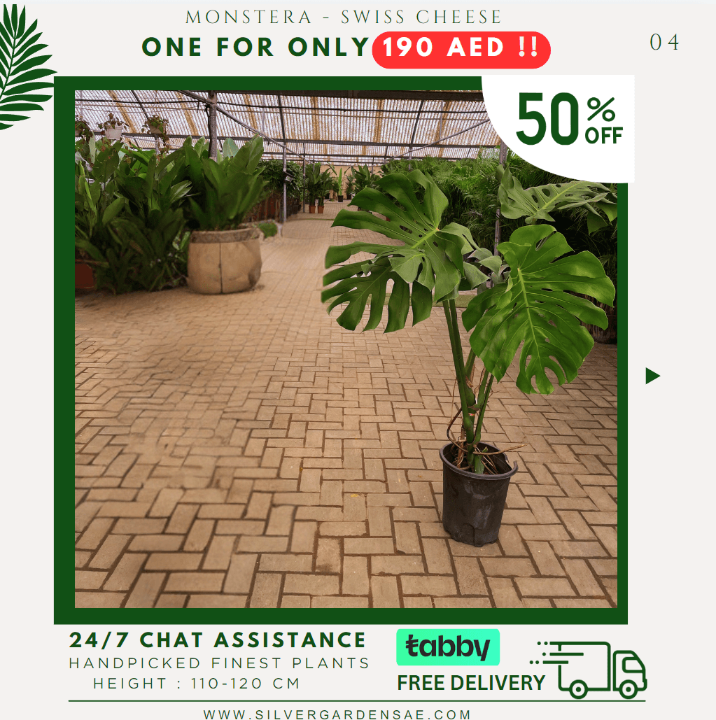 Monstera - Promotion