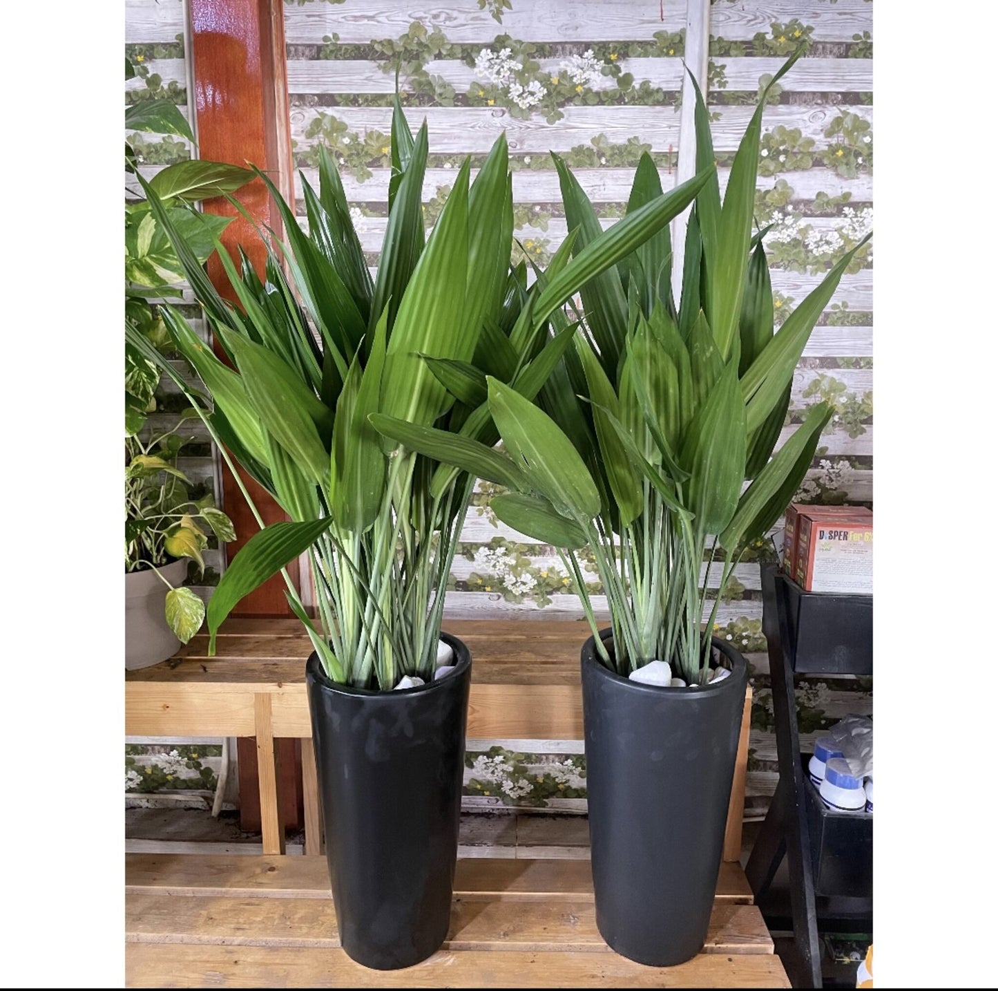 Aspiradas Bundle of 2 - Medium