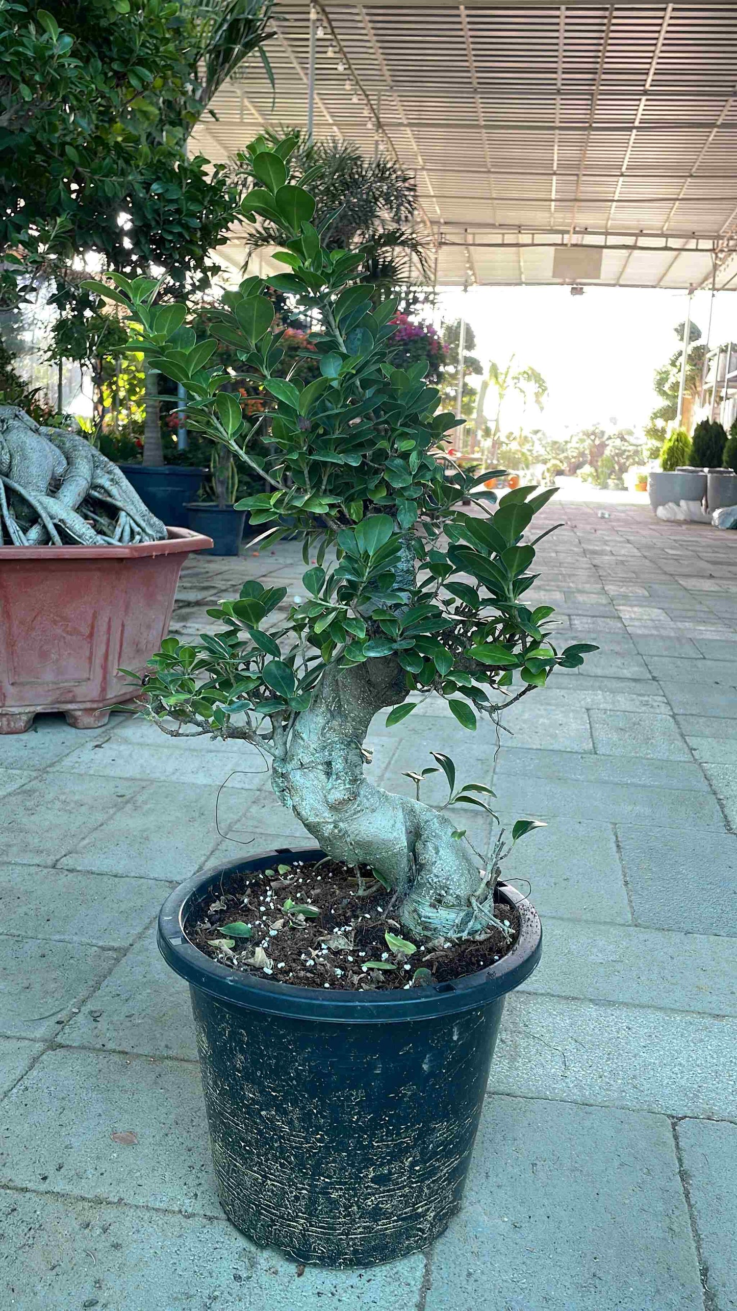 S shaped Bonsai - Small