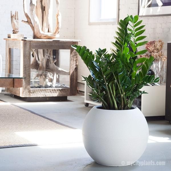 ZZ BIG - Zamia - Round Fiber Pot