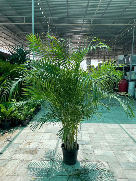 Giant Areca Palm - Promotion!