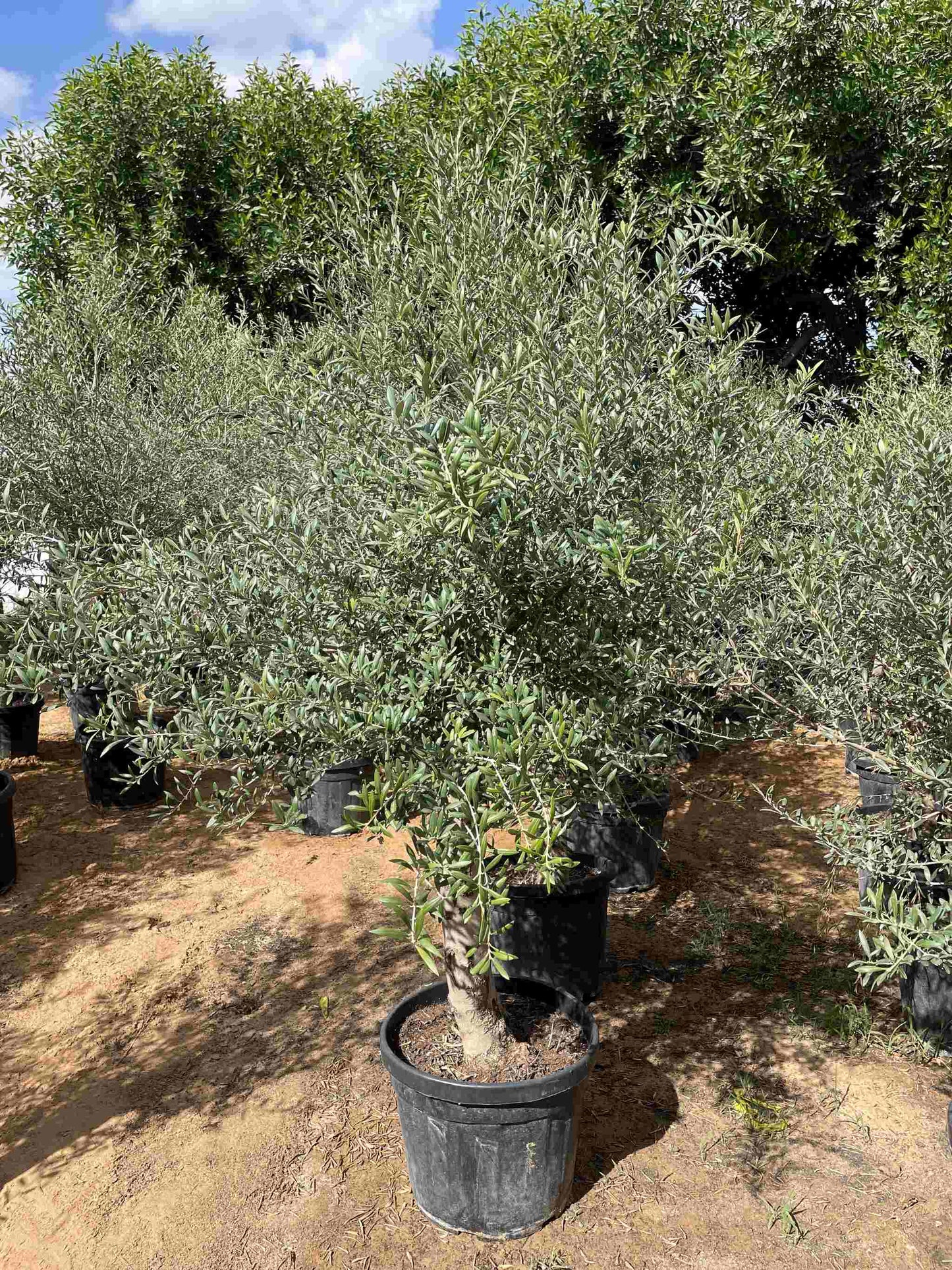 Big Olive Tree - Promotion