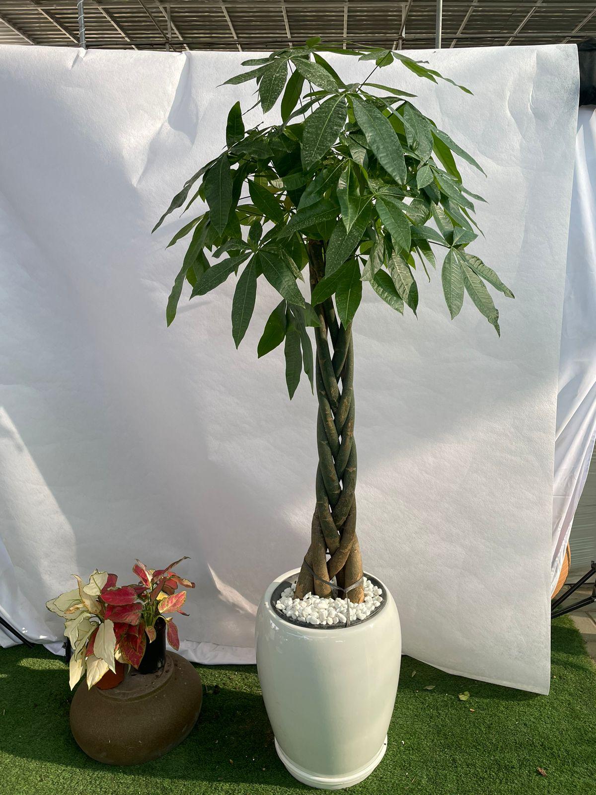 Twisted Pachira - Money Plant PROMOTION