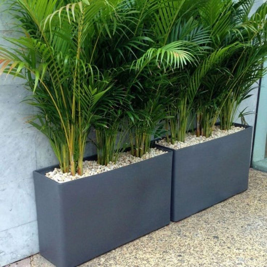 Areca Palm - Planter Arrangement