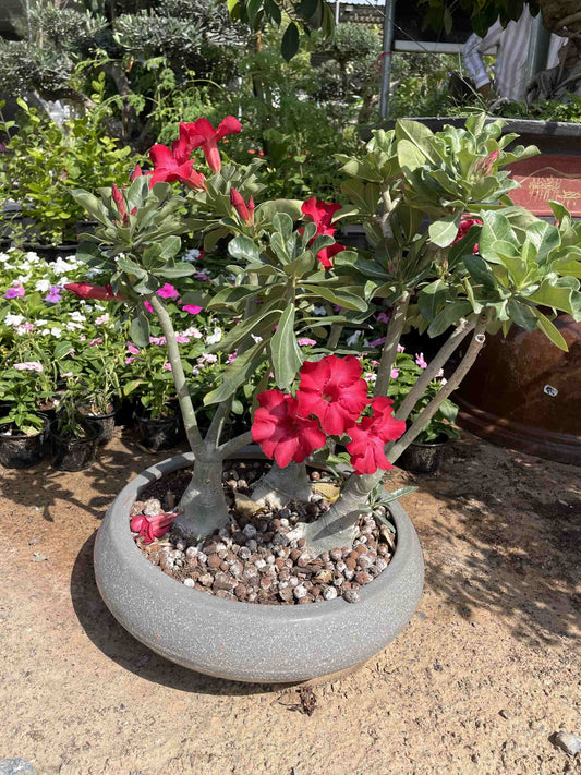 Desert Rose in Shallow Pot