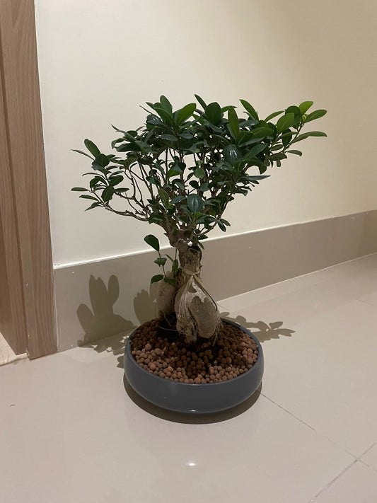 Bonsai Table Top - Grey