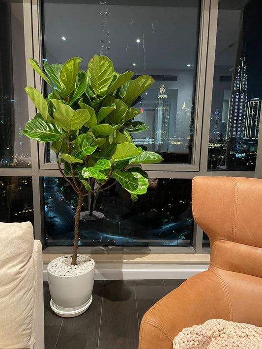 Fiddle Fig Leaf - Umbrella