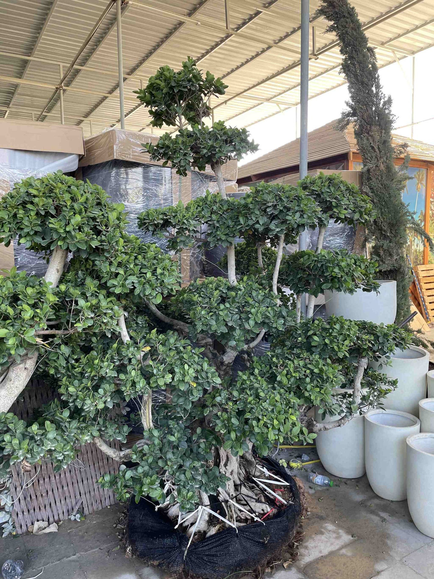 Giant Multi Head Ficus Bonsai