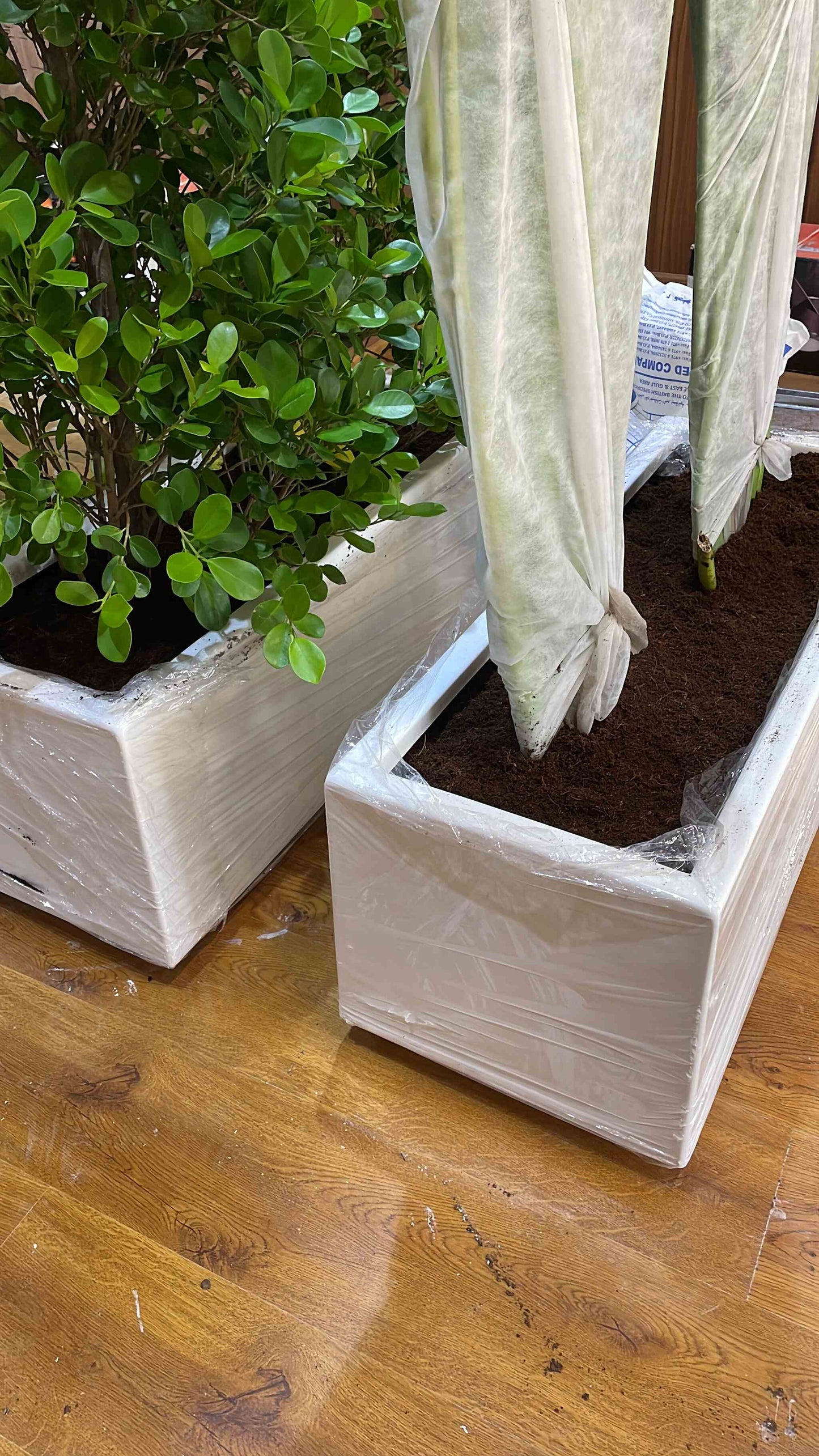 Privacy Bundle - 4 trees in fiber planter - OFFER!!